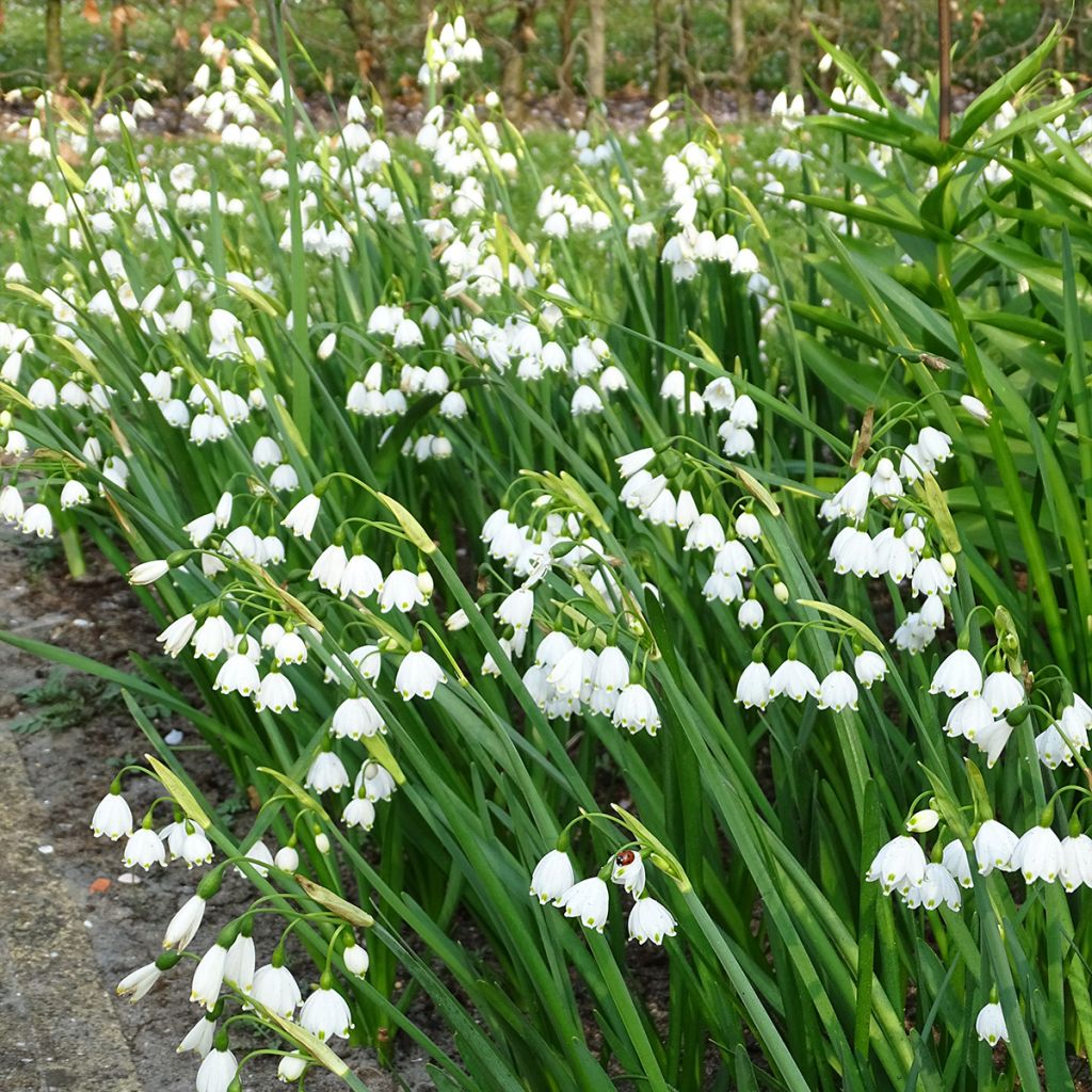 Leucojum aestivum - Sommer-Knotenblume