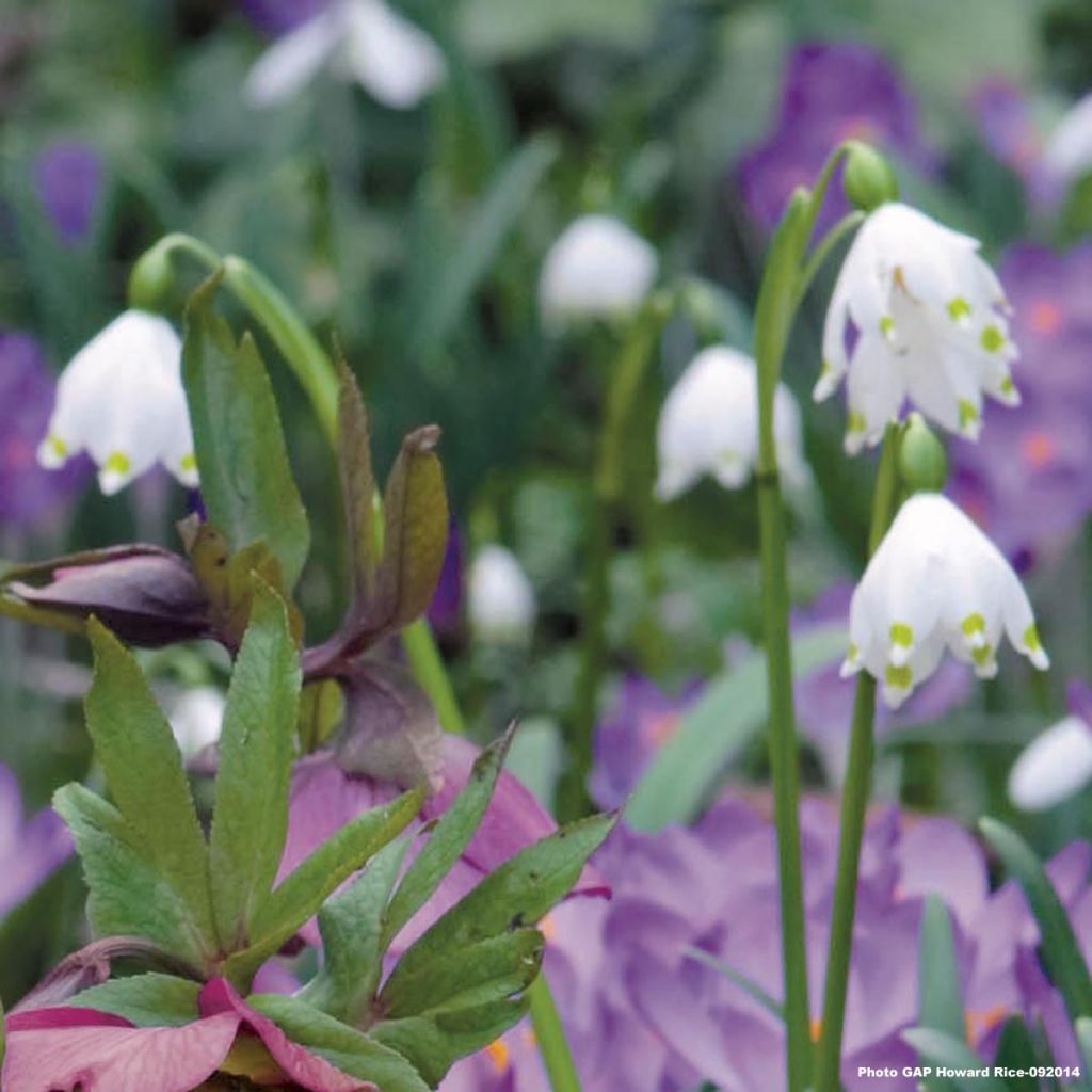 Leucojum vernum - Märzbecher