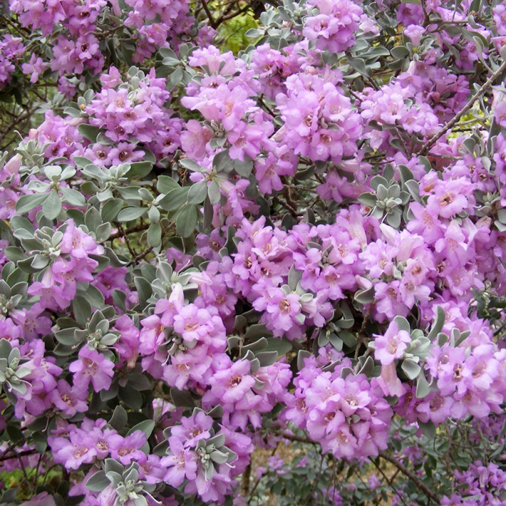 Leucophyllum frutescens - Texas-Silberblatt