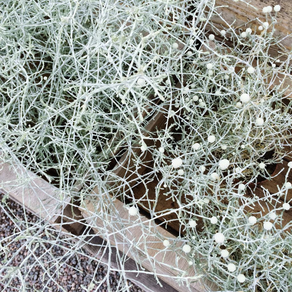 Leucophyta brownii ou Calocephalus brownii - Calocéphale de Brown