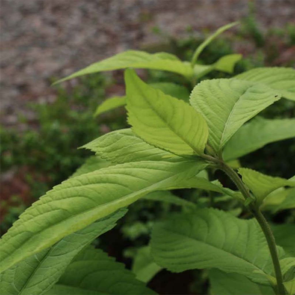 Leucosceptrum japonicum Golden Angel