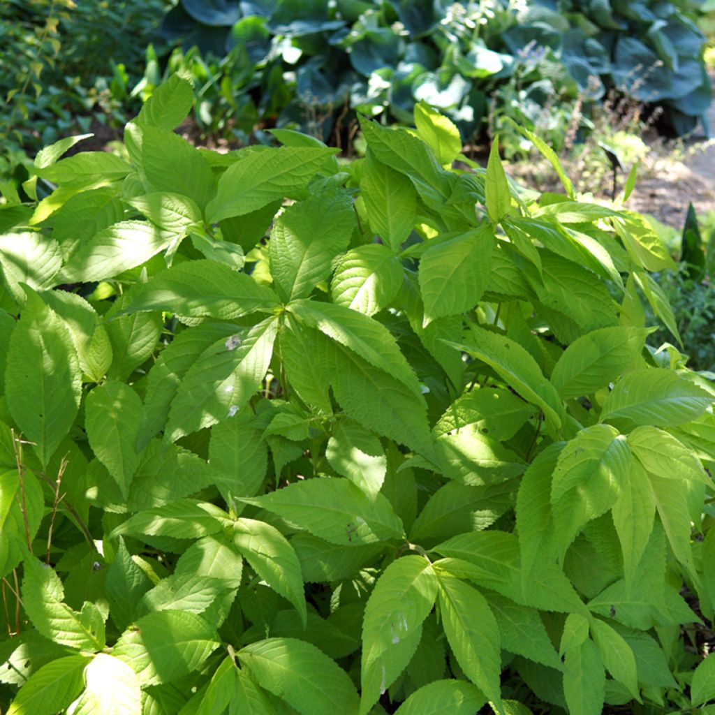 Leucosceptrum japonicum Golden Angel