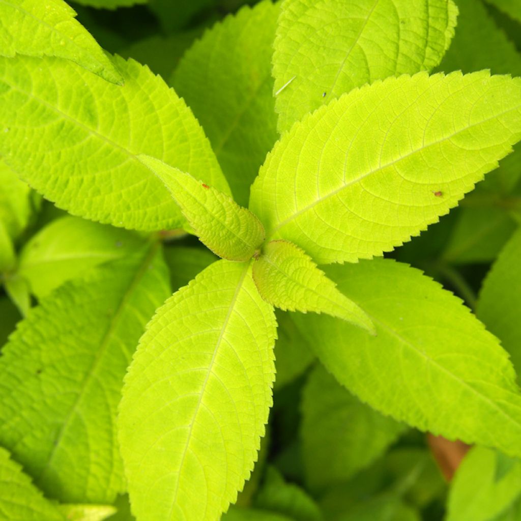 Leucosceptrum japonicum Golden Angel