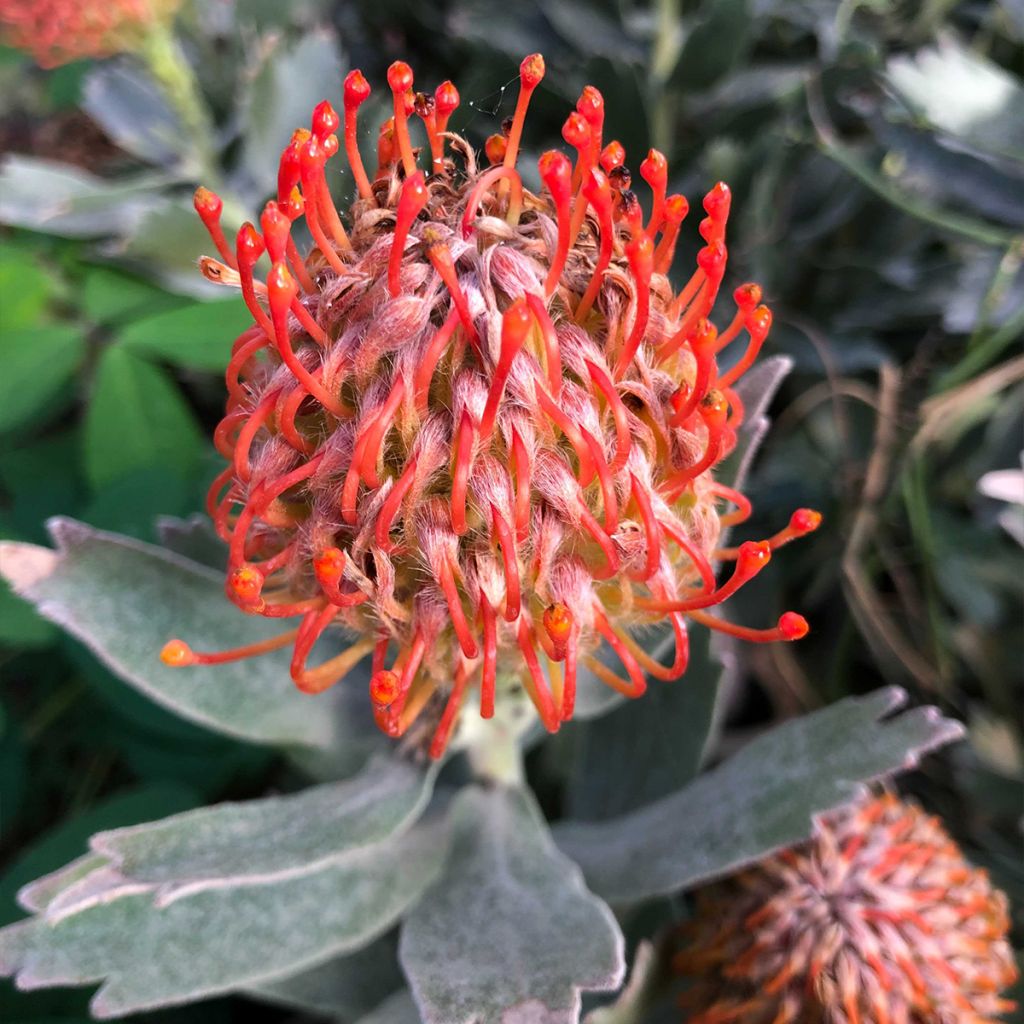 Leucospermum Carnival Red - Gärtnerprotee