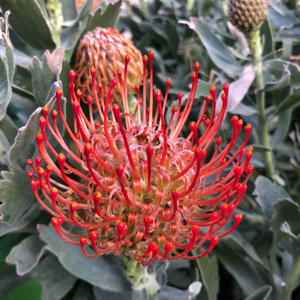 Leucospermum Carnival Red - Pelote d'épingles