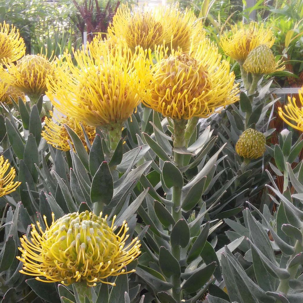 Leucospermum Copper Carnival - Gärtnerprotee