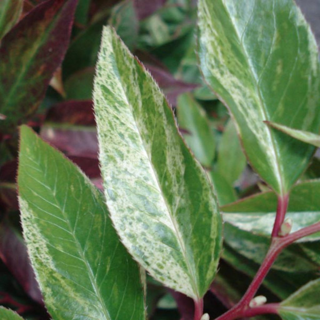 Leucothoe Fontanesiana Rainbow