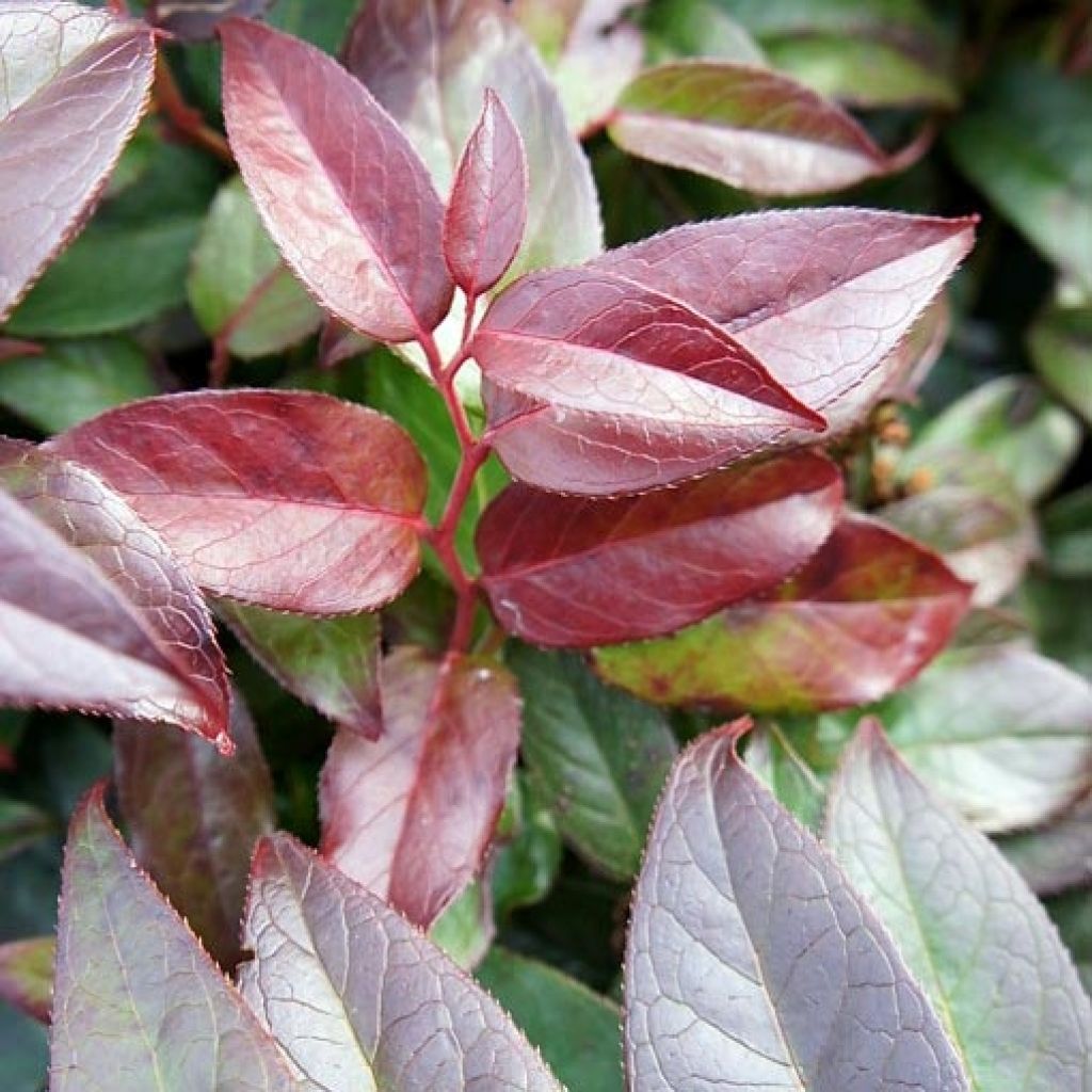 Traubenheide Zebonard - Leucothoe fontanesiana