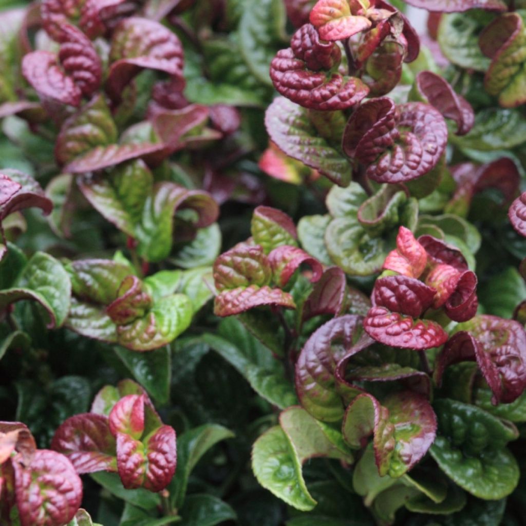 Traubenheide Curly Red - Leucothoe axillaris