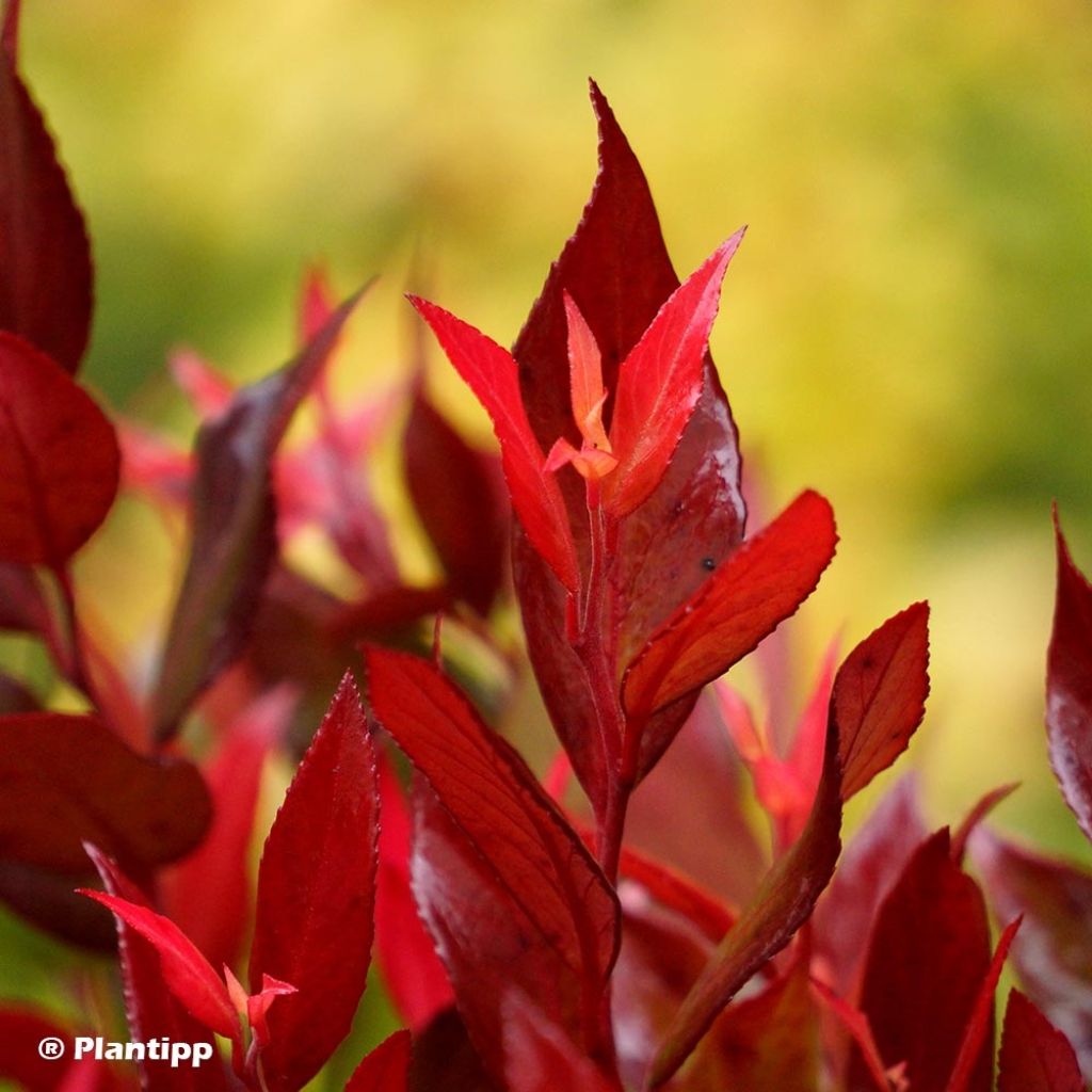 Leucothoe fontanesiana Little Flames