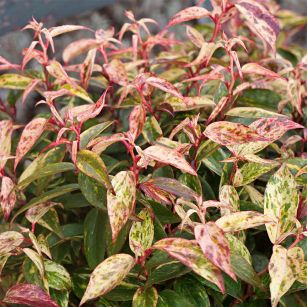 Traubenheide Makijaz - Leucothoe fontanesiana