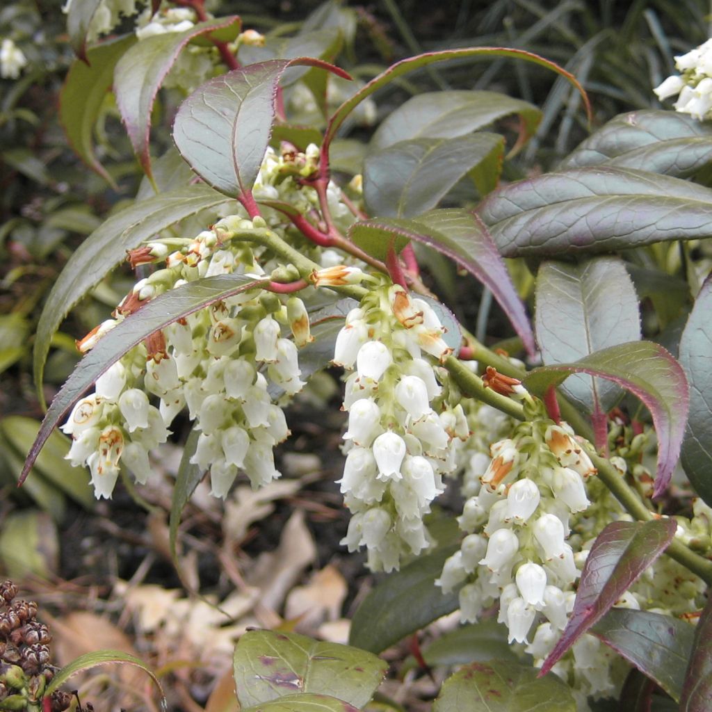 Traubenheide Scarletta - Leucothoe fontanesiana