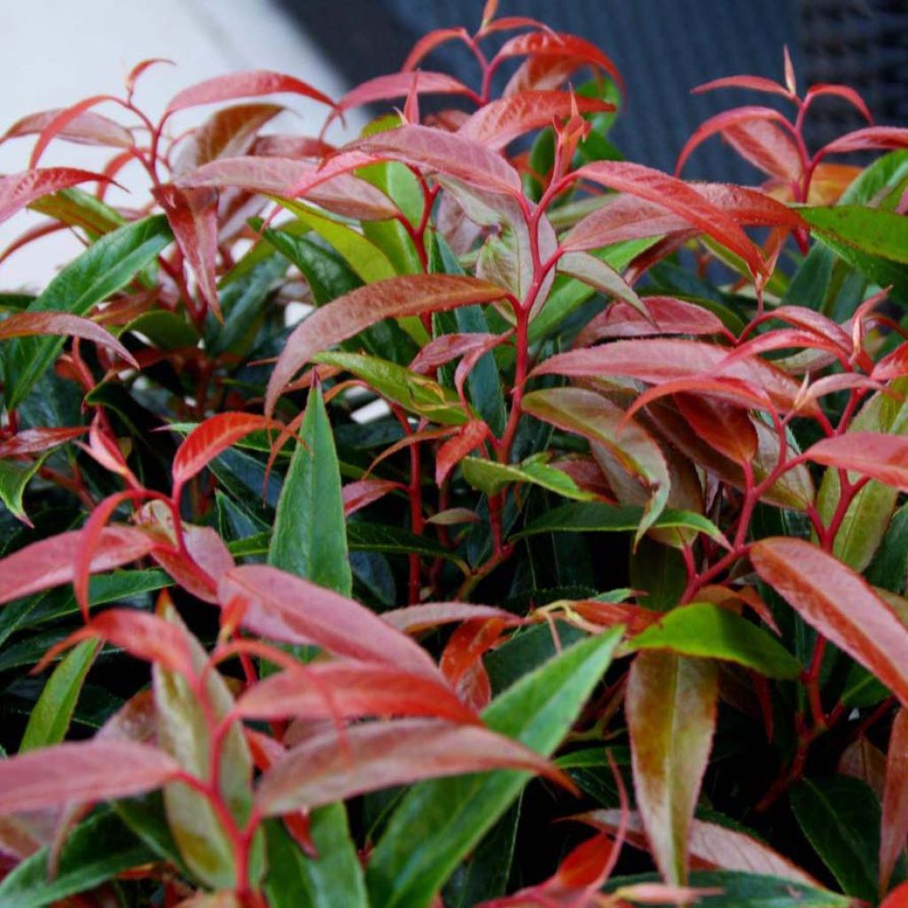 Traubenheide Burning Love - Leucothoe keiskei