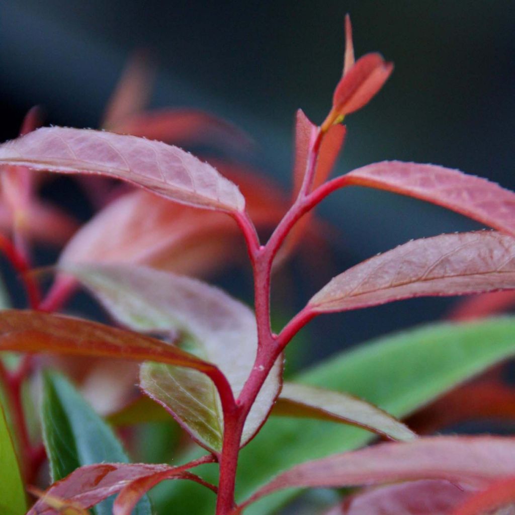 Leucothoe keiskei Burning Love