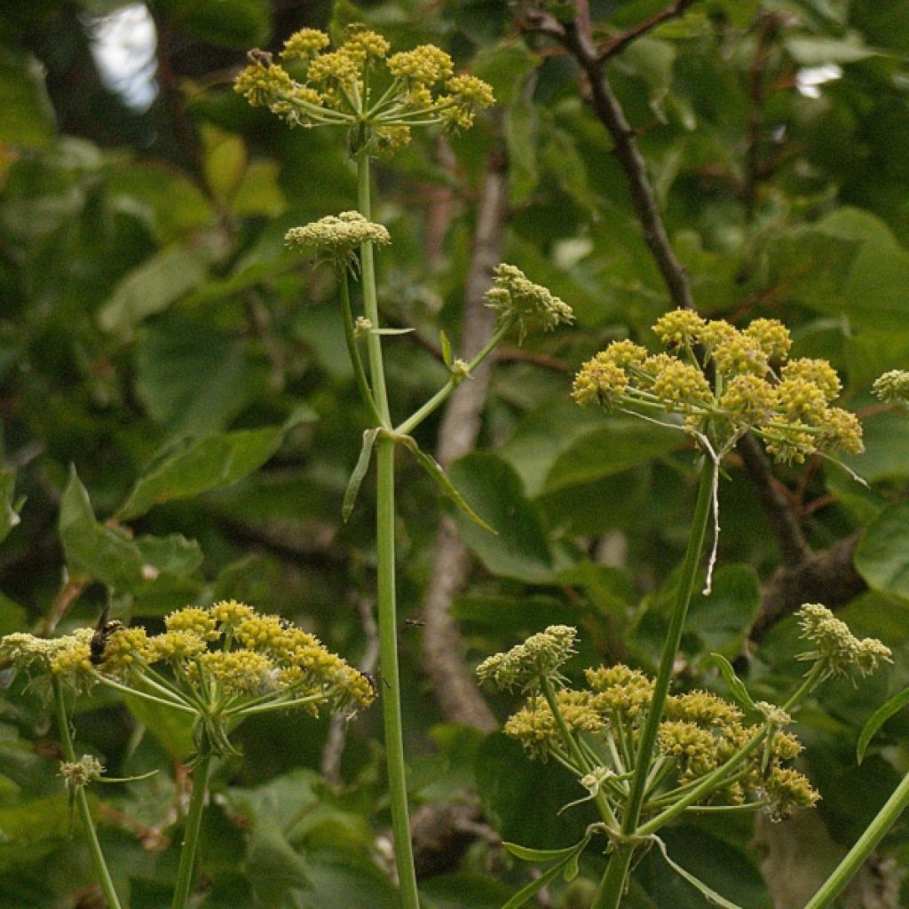 Liebstöckel - Levisticum officinale