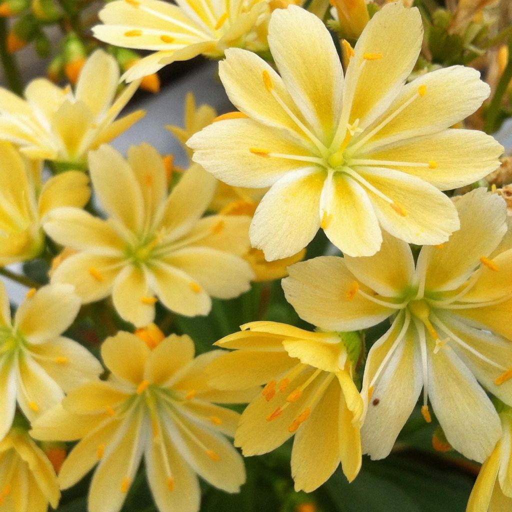 Lewisia cotyledon Golden Yellow - Bitterwurz