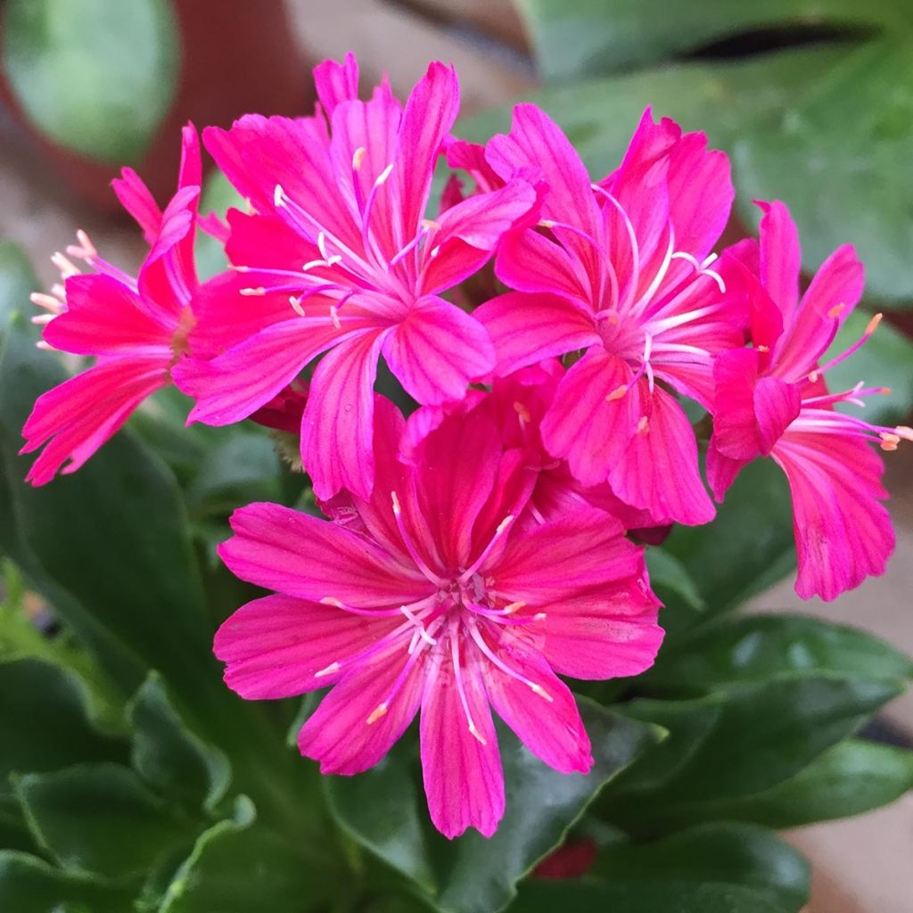 Lewisia cotyledon Ruby Red - Bitterwurz