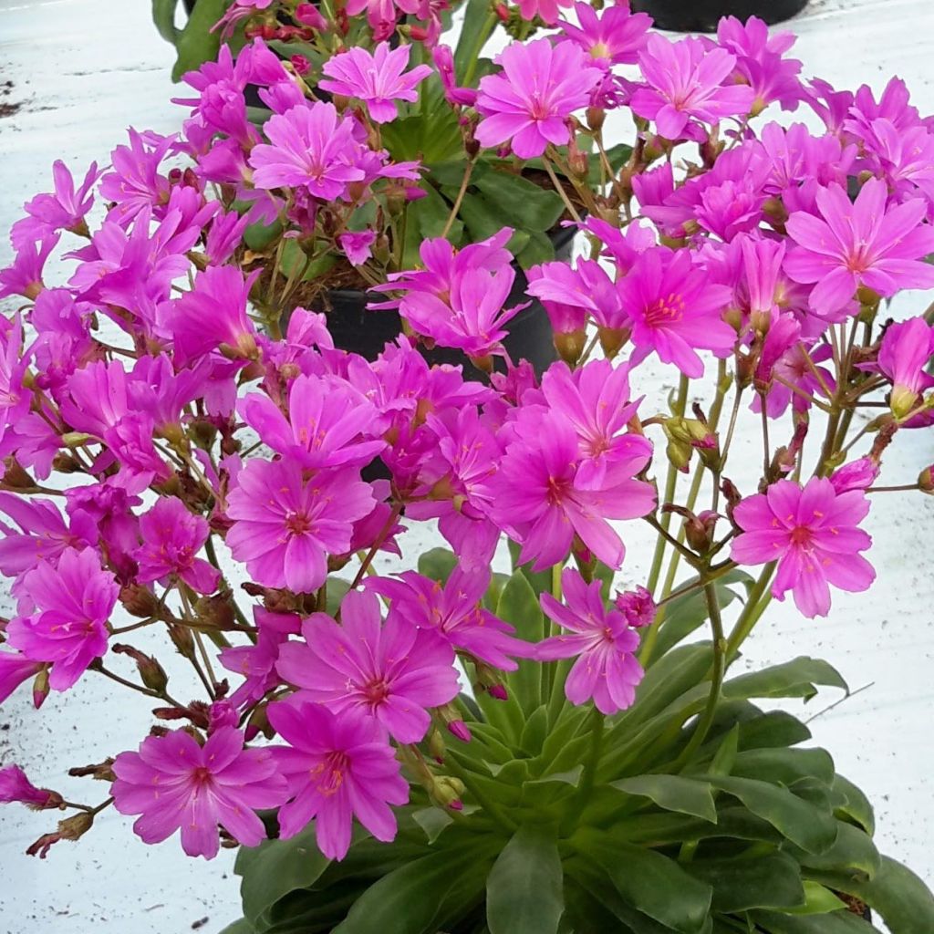 Lewisia cotyledon Ultra Violet - Bitterwurz