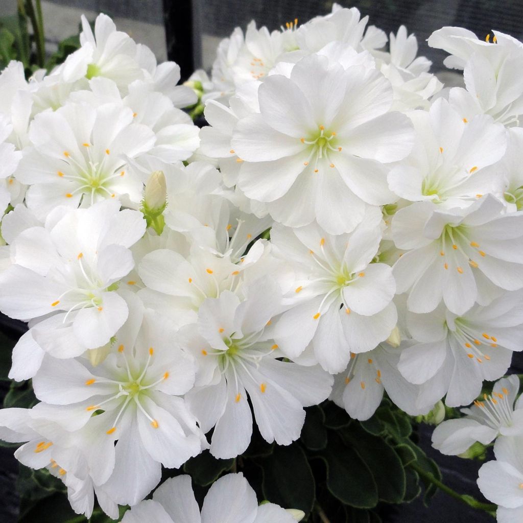 Lewisia cotyledon Elise White - Bitterwurz