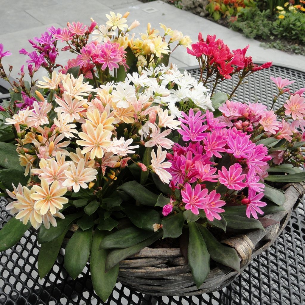 Lewisia cotyledon Elise Mix - Bitterwurz