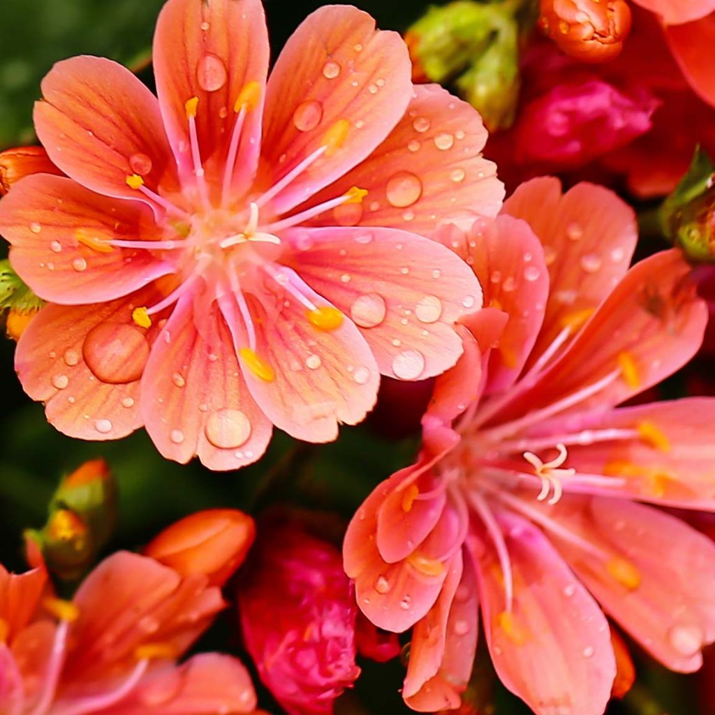 Lewisia cotyledon - Lewisie du Siskiyou