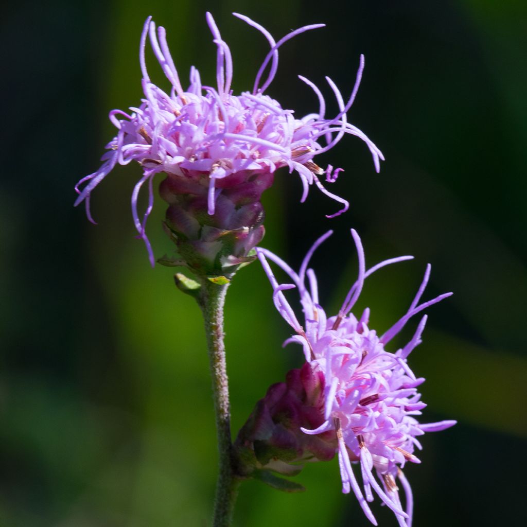 Liatris ligulistylis - Prachtscharte