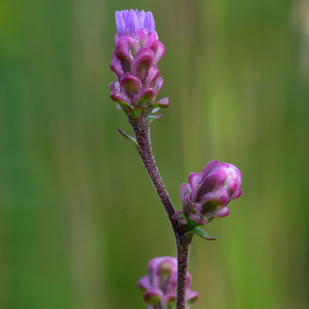 Liatris ligulistylis - Prachtscharte