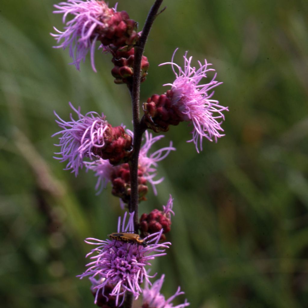 Liatris ligulistylis - Prachtscharte