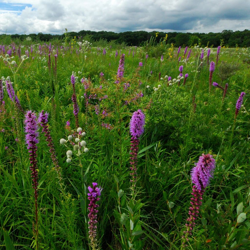 Liatris pycnostachya - Prachtscharte