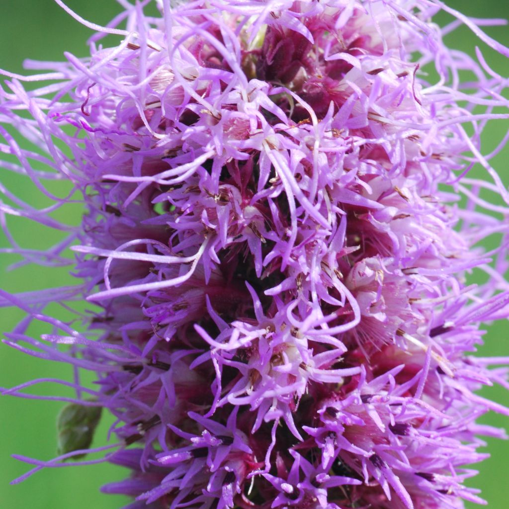 Liatris pycnostachya - Prachtscharte