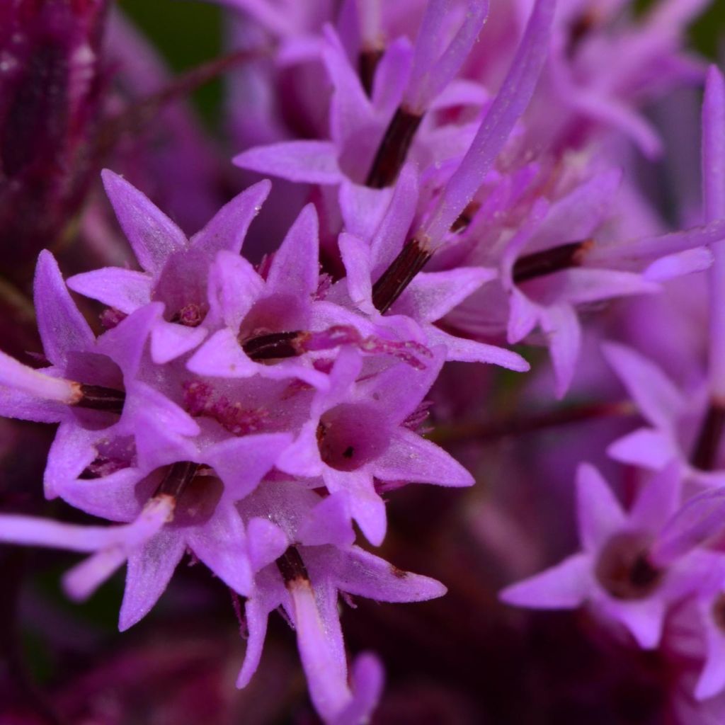 Liatris pycnostachya - Prachtscharte