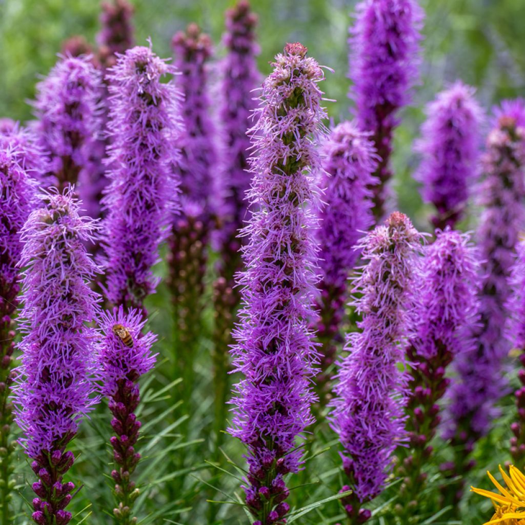 Liatris pycnostachya - Prachtscharte