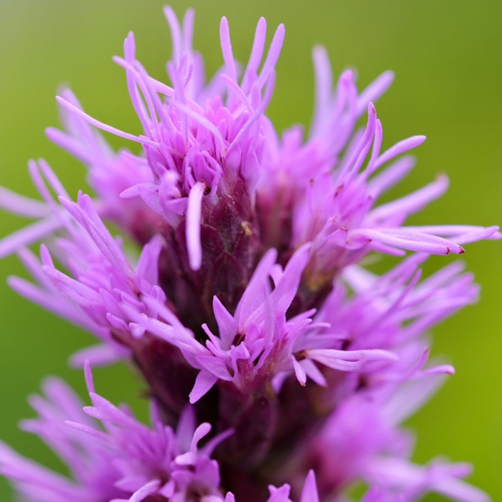 Liatris pycnostachya - Prachtscharte