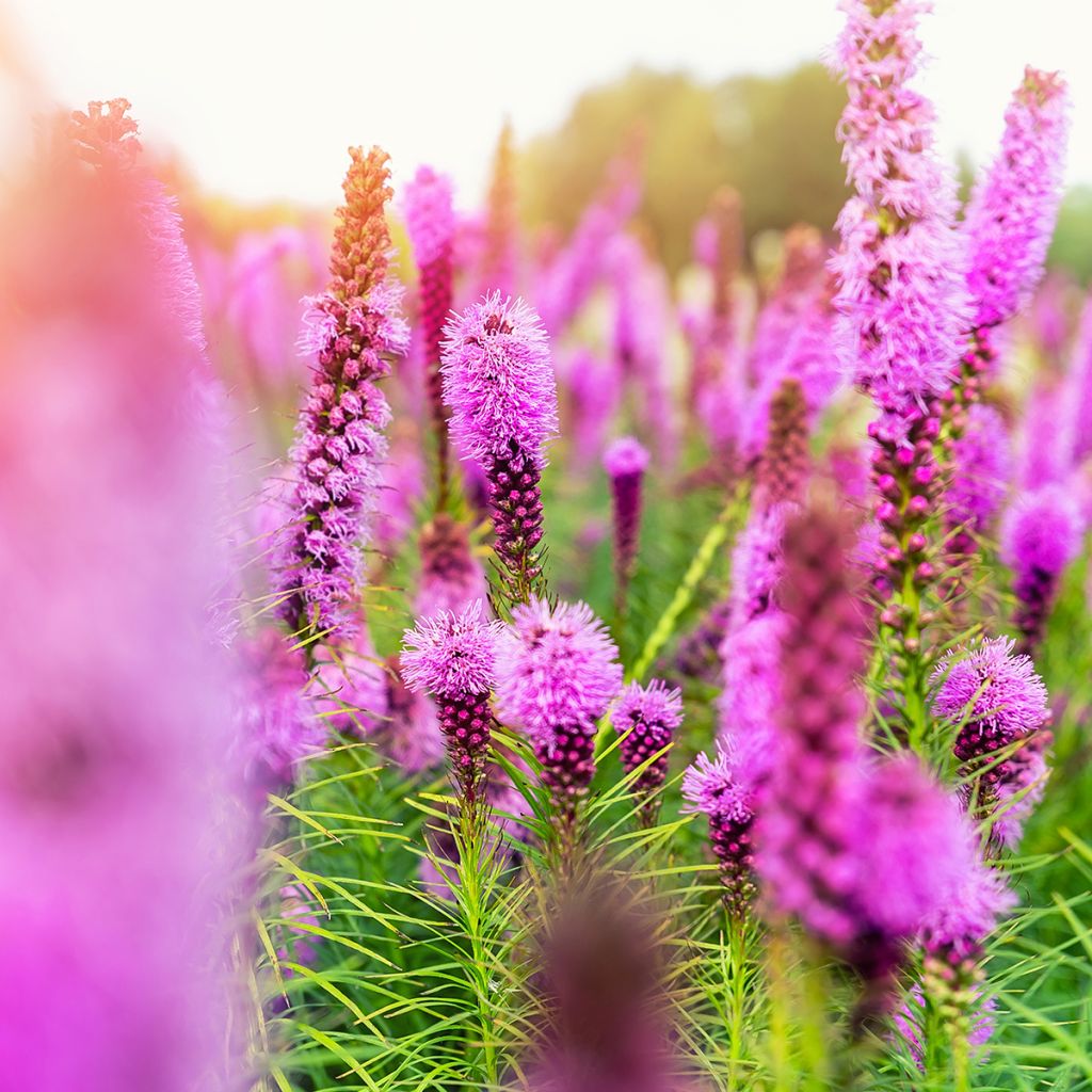 Ährige Prachtscharte Floristan Violett - Liatris spicata