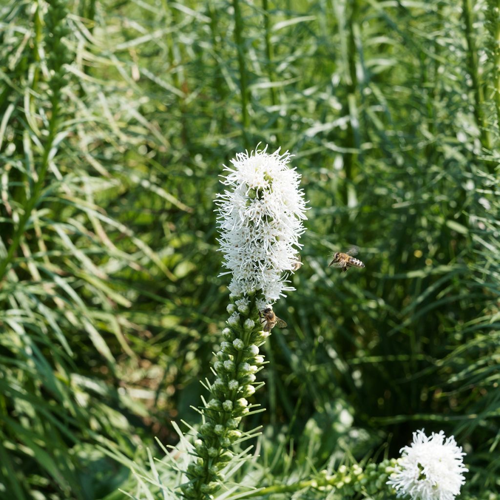 Ährige Prachtscharte Floristan Weiß - Liatris spicata