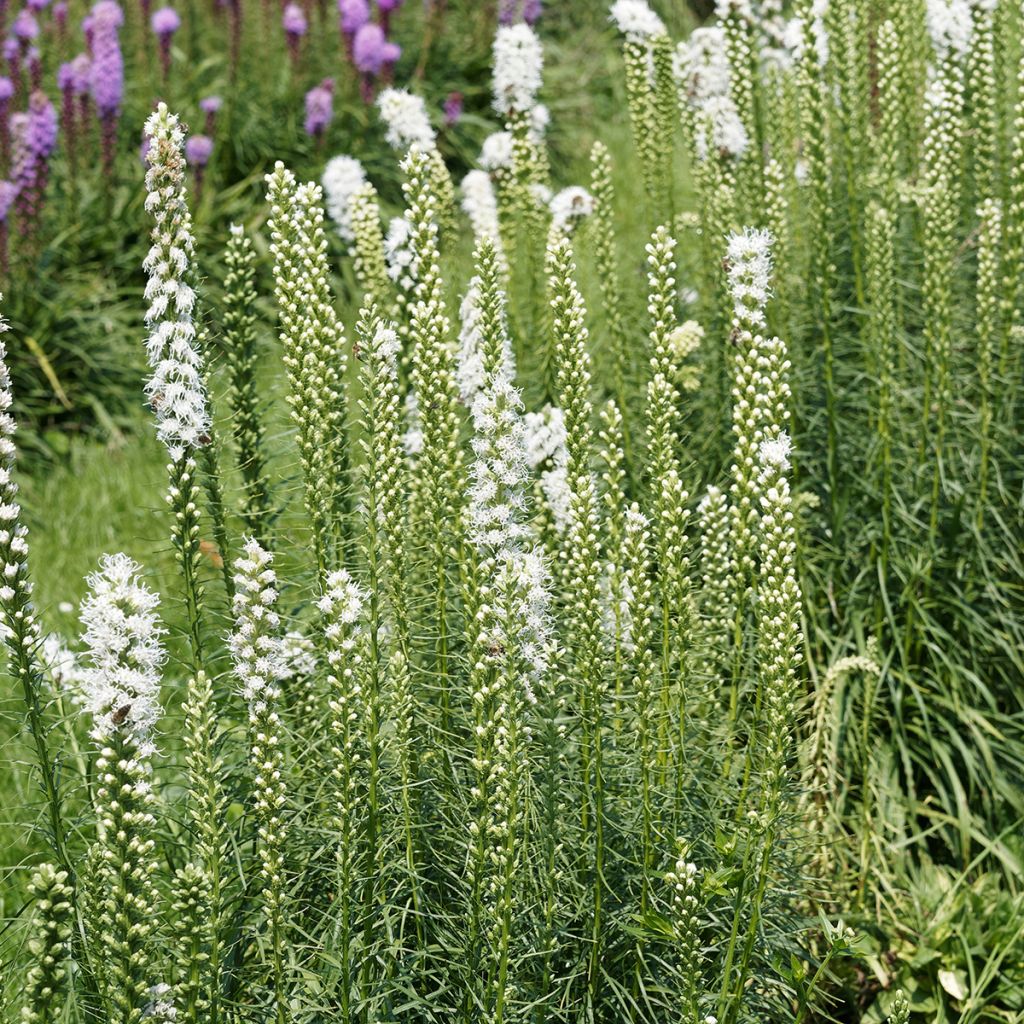 Ährige Prachtscharte Floristan Weiß - Liatris spicata