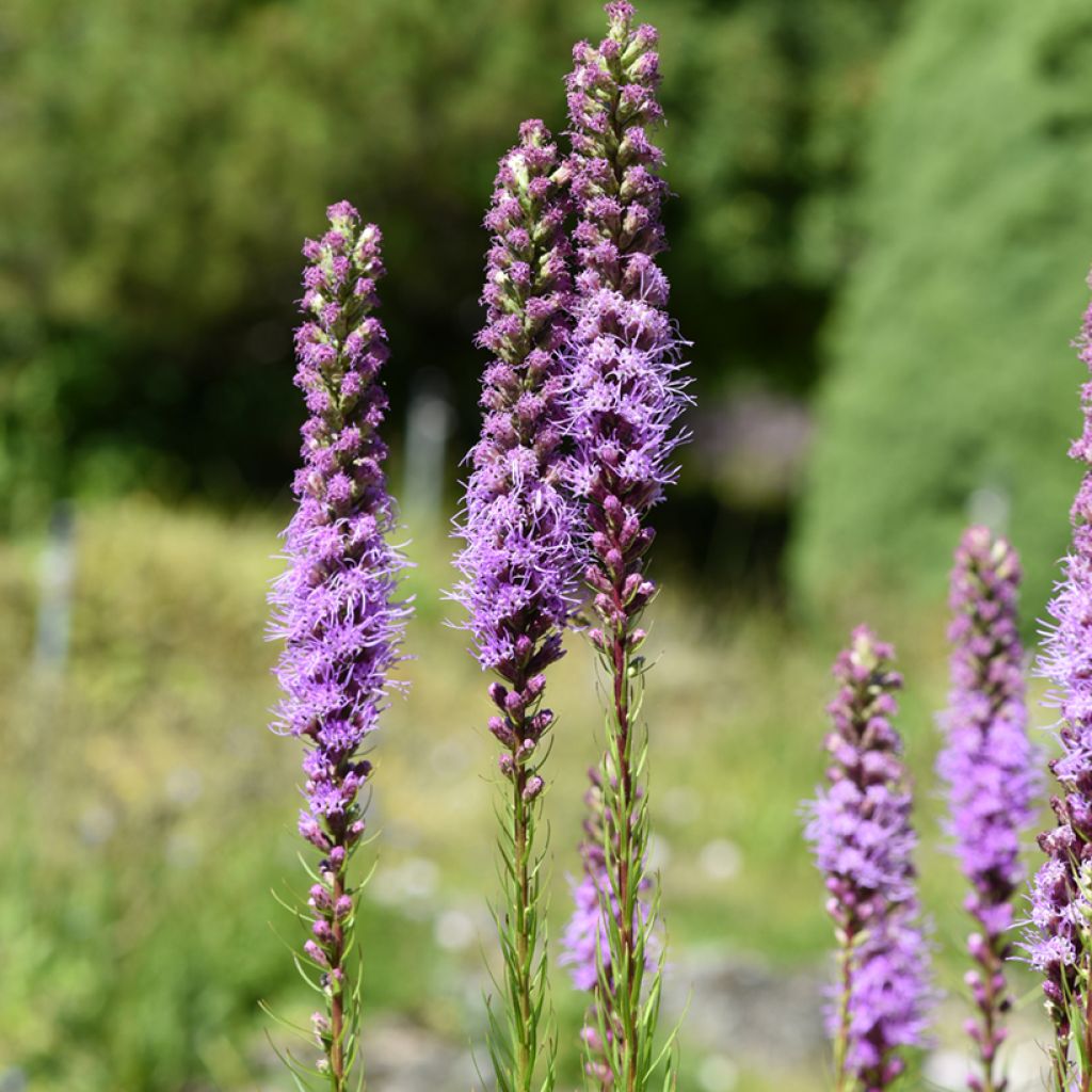 Ährige Prachtscharte - Liatris spicata