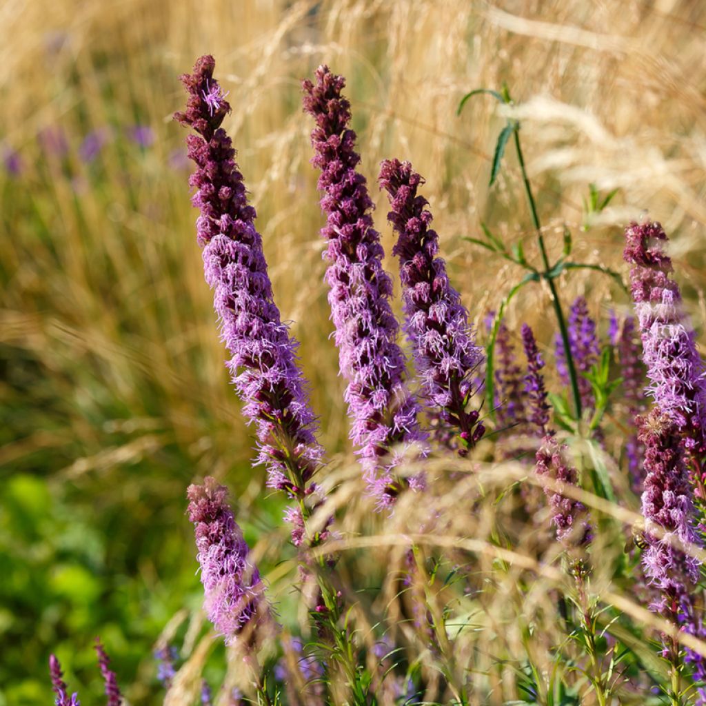 Ährige Prachtscharte - Liatris spicata