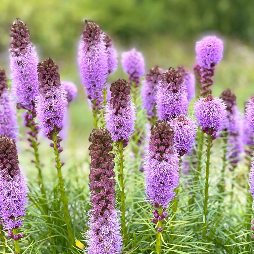 Ährige Prachtscharte - Liatris spicata