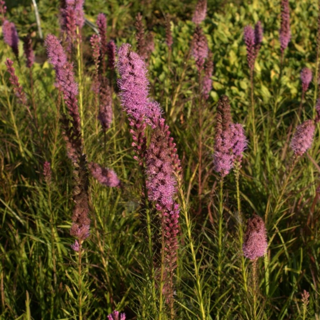 Ährige Prachtscharte Floristan Violett - Liatris spicata