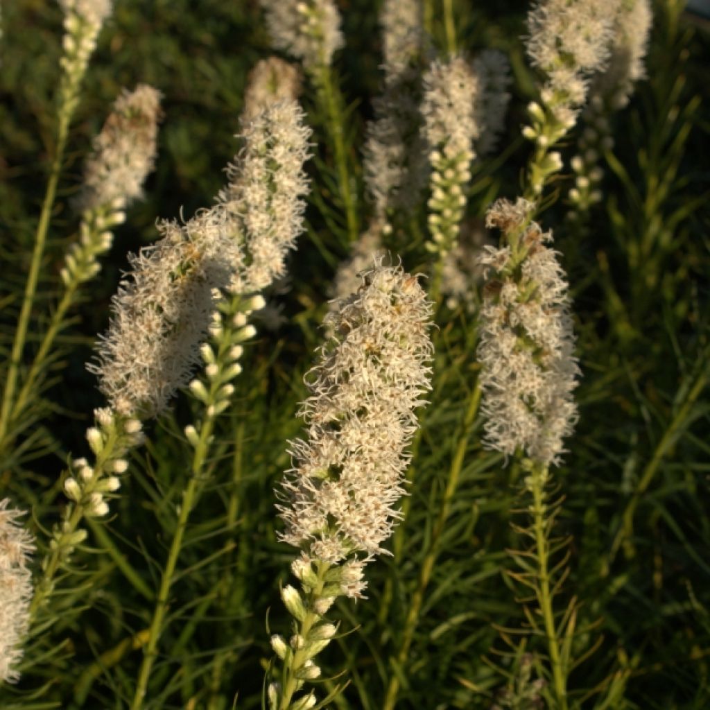 Ährige Prachtscharte Floristan Weiß - Liatris spicata