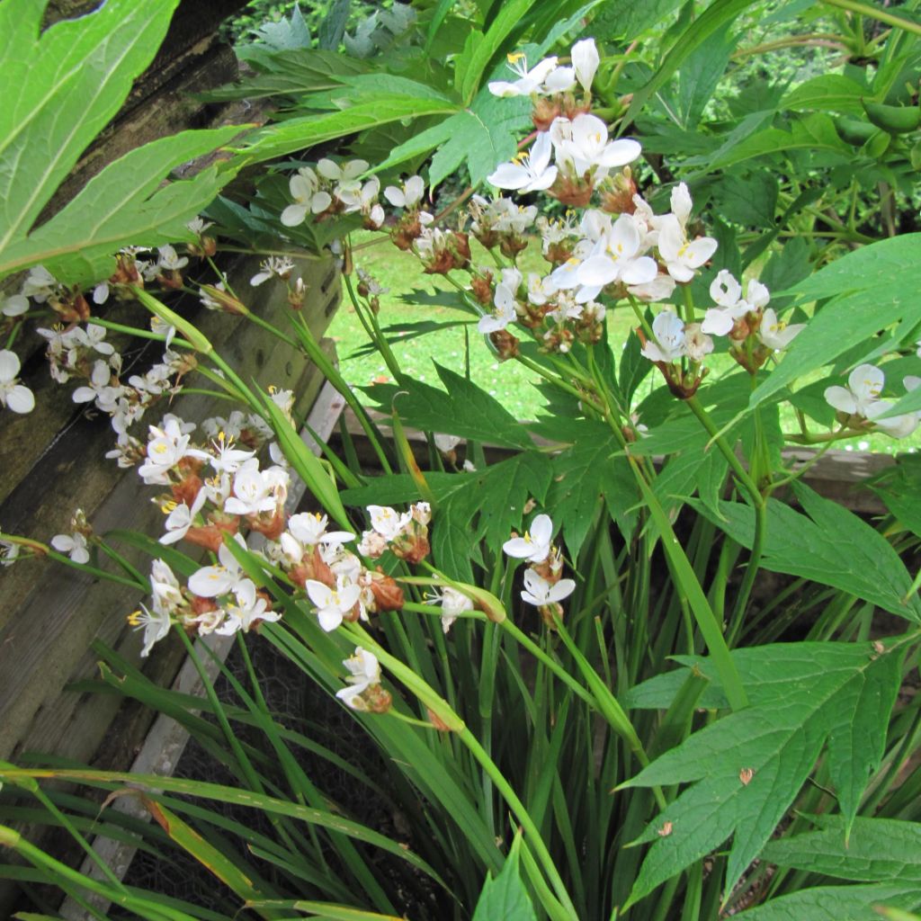 Libertia grandiflora