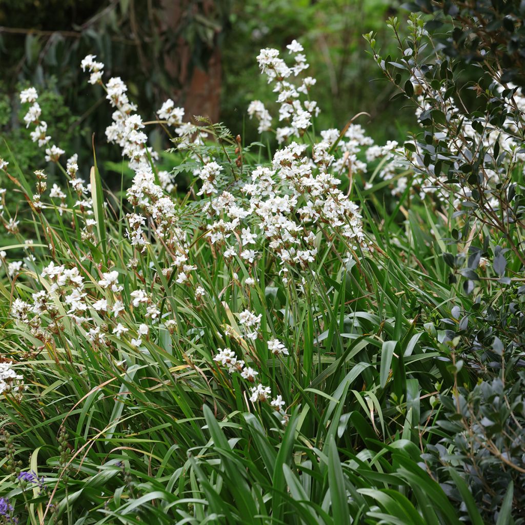 Libertia grandiflora