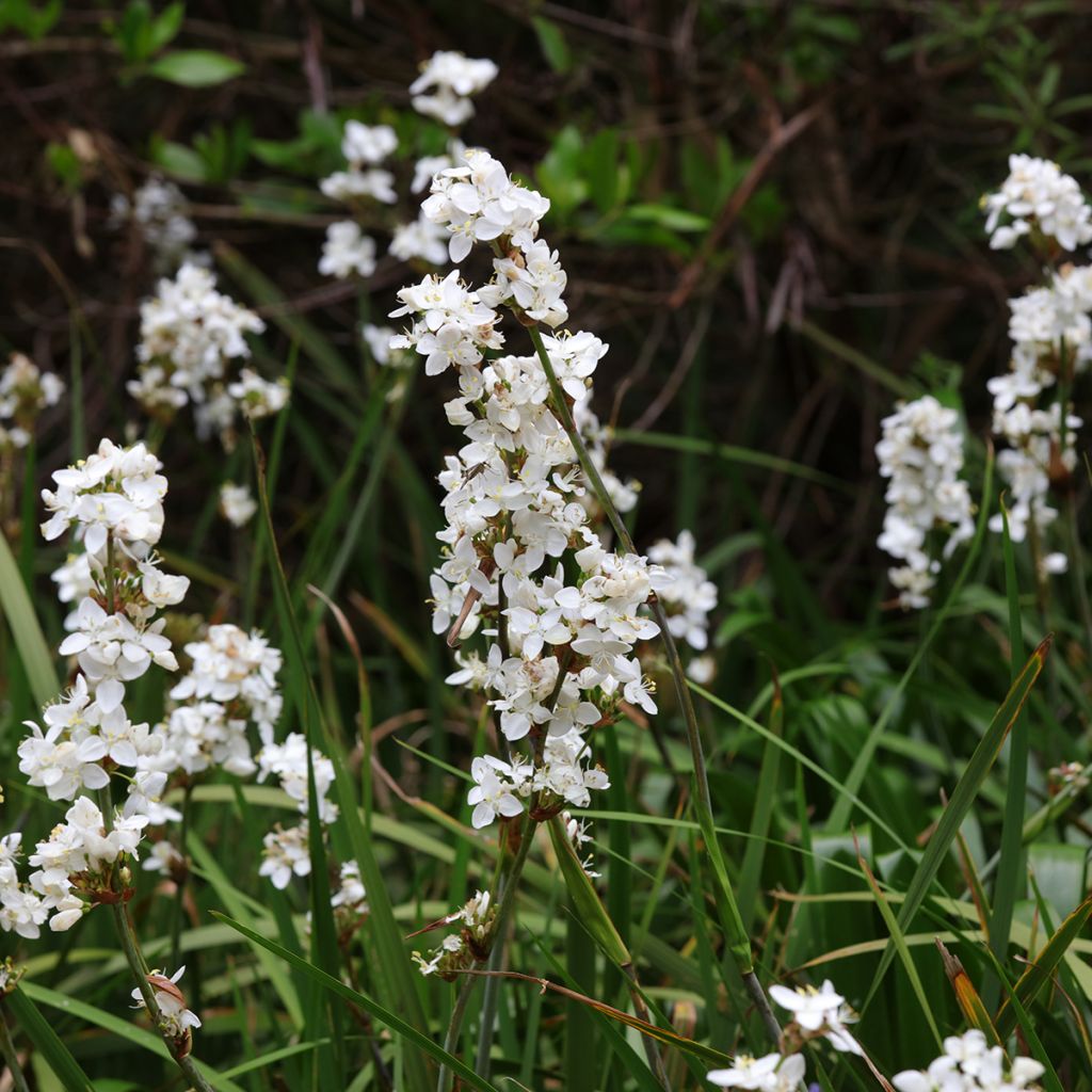 Libertia grandiflora