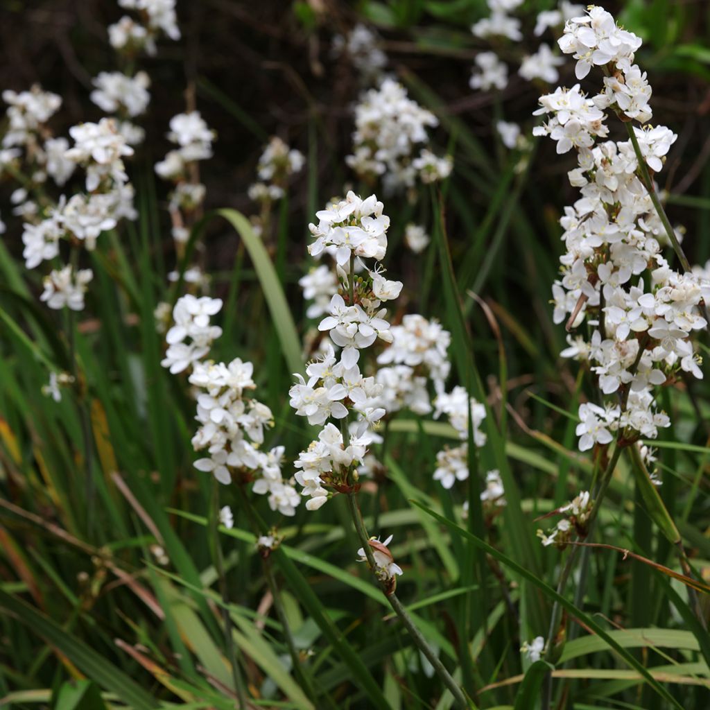 Libertia grandiflora