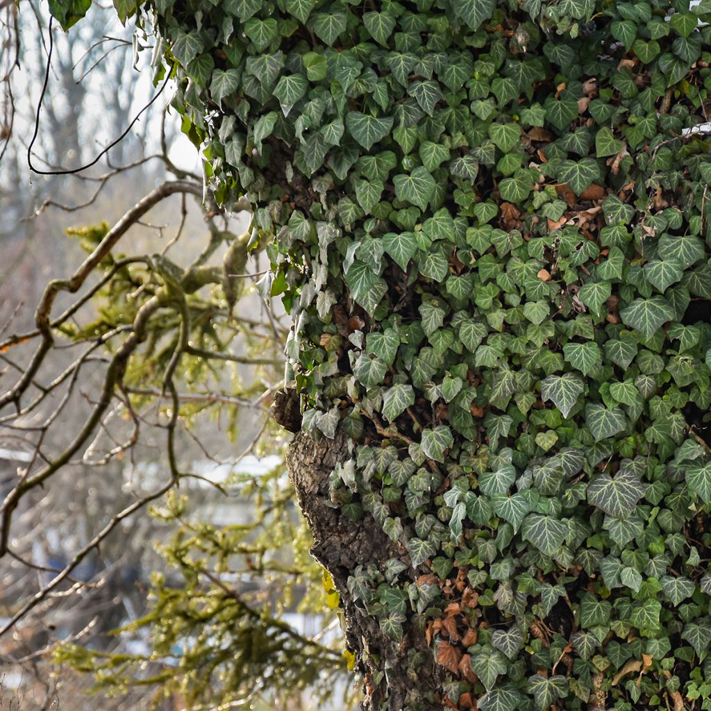 Lierre commun - Hedera helix Woerner