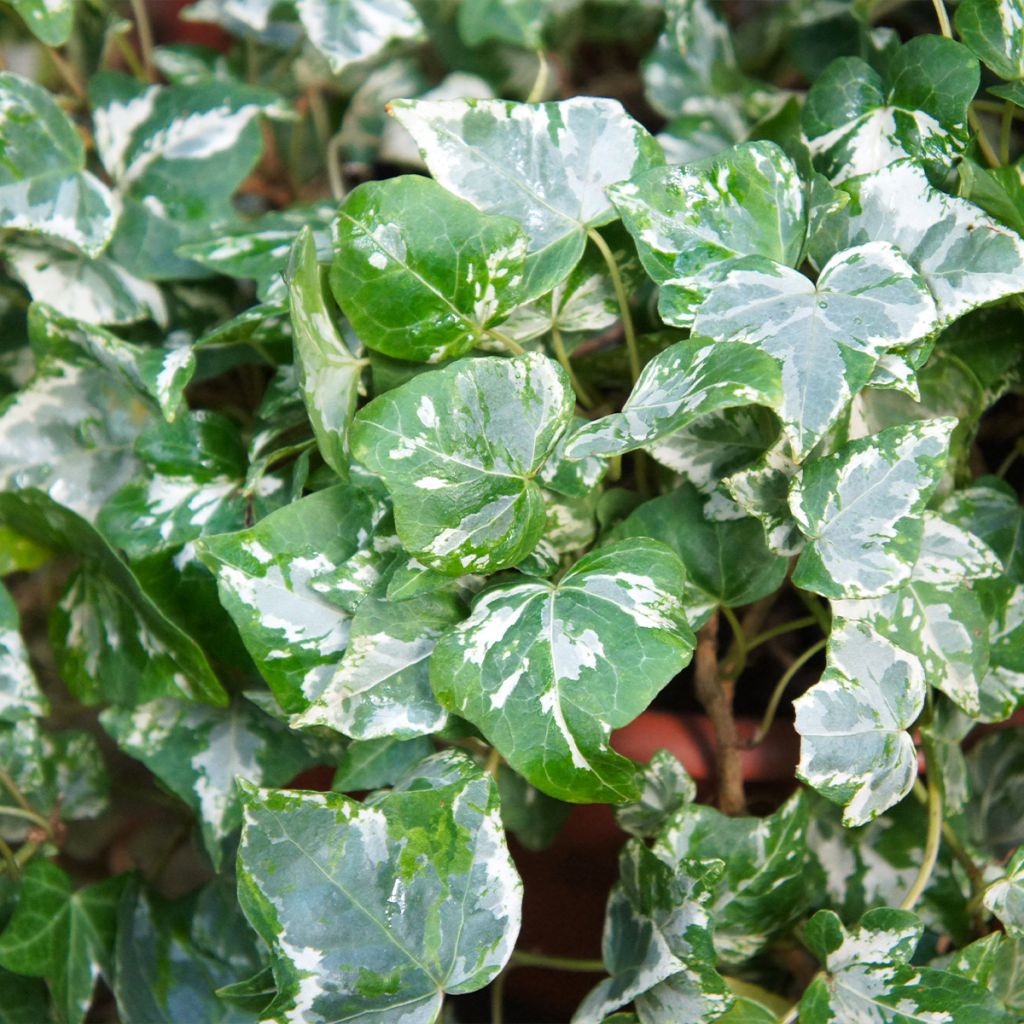 Efeu Kolibri - Hedera helix