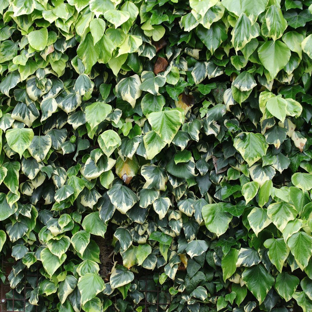 Hedera colchica Dentata Variegata - Kaukasus Efeu