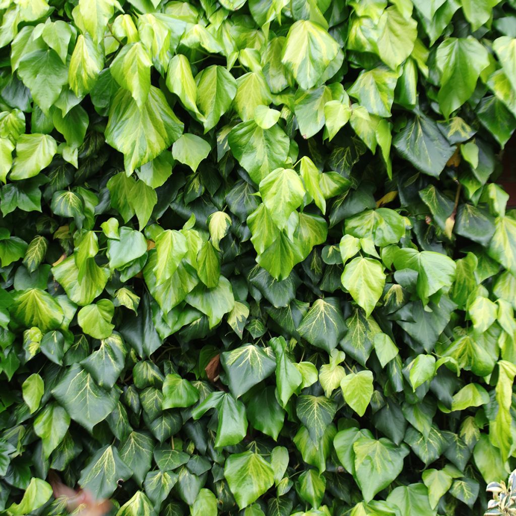 Hedera colchica Sulphur Heart - Kaukasus Efeu