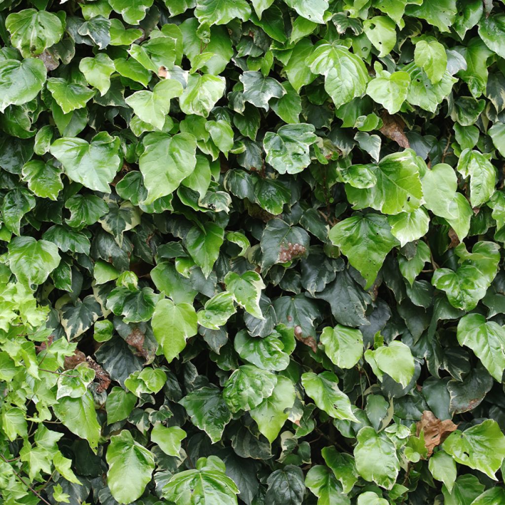 Hedera algeriensis Gloire de Marengo - Algerischer Efeu